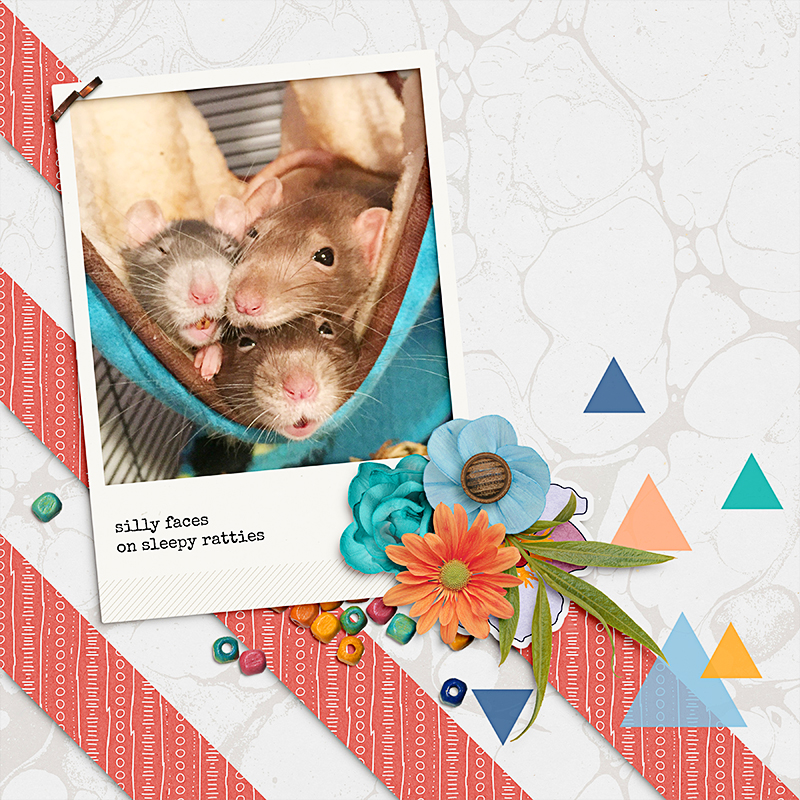 silly faces on sleepy ratties   